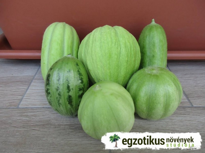 Uborkadinnye magkeverék , Cucumis melo, uborka